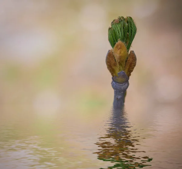 Green Bud Spring Reflecting Water Surface — Stock Photo, Image