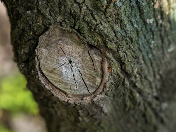 Souche Arbre Avec Anneaux Annuels Concentration Sélective — Photo