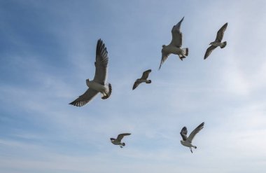 Mavi gökyüzünde uçan martılar.