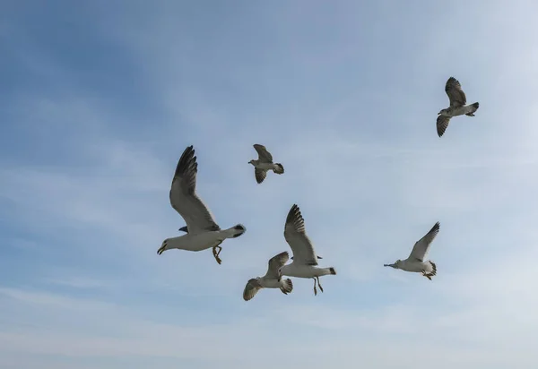 Mavi Gökyüzünde Uçan Martılar — Stok fotoğraf