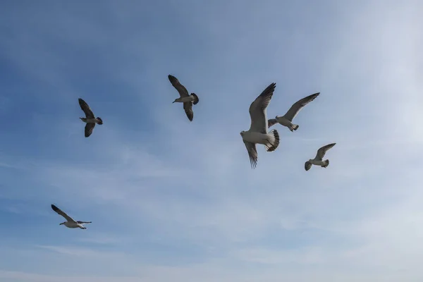 海鸥飞过蓝天 — 图库照片