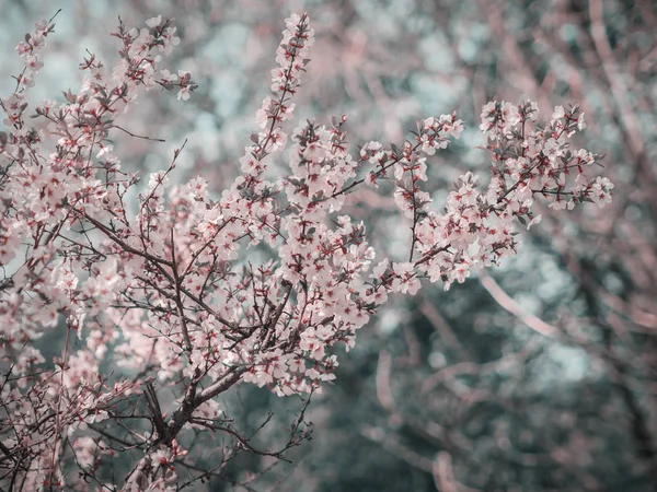 Cherry Blossoms Selective Focus Color Toned — Stock Photo, Image