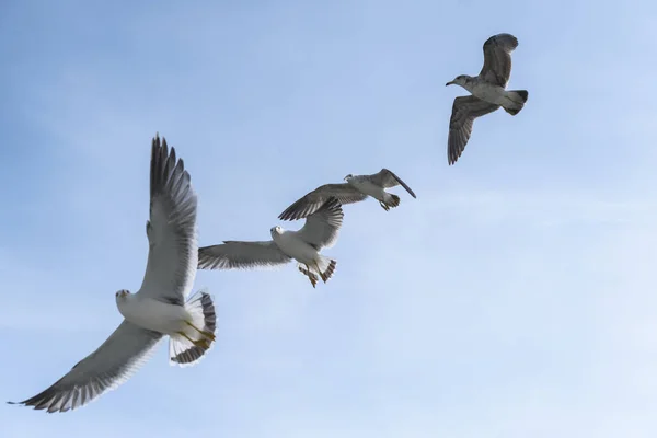 Flying Seagulls Blue Sky — Stock Photo, Image