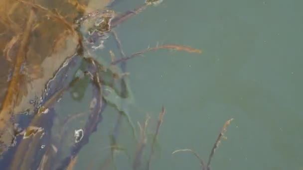 海藻在水中移动 — 图库视频影像