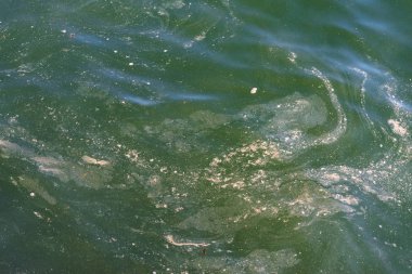 Kirlilik deniz yüzeyi.