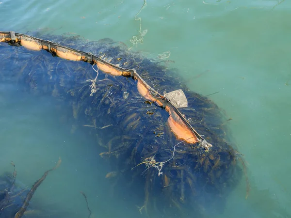 海藻は水で移動 — ストック写真