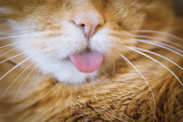 Gato Vermelho Esticar Língua Foco Seletivo — Fotografia de Stock