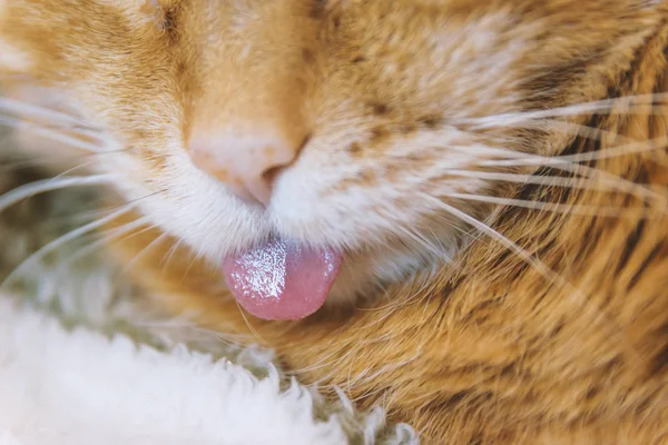 红猫伸出舌头 选择性聚焦 — 图库照片