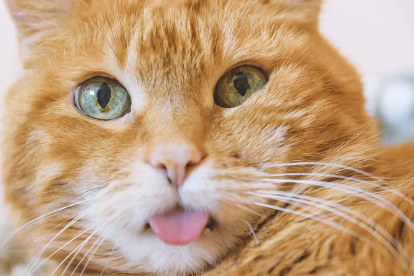 Wyciągając Język Czerwony Kot Selektywny Fokus — Zdjęcie stockowe