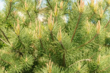 İğne yapraklı ağacın, yakından görmek.