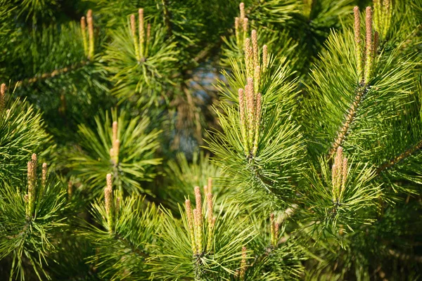 Branches Coniferous Tree Close View — Stock Photo, Image