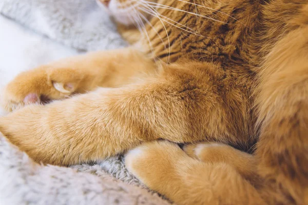 Las Patas Del Gato Rojo Enfoque Selectivo Color Tonificado — Foto de Stock