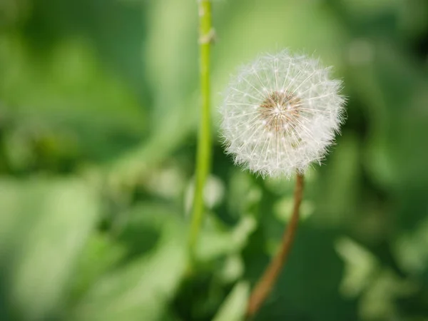 Dandelion Seed Background Selective Focus Shallow Depth Field — Stock Photo, Image