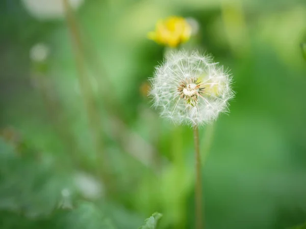 Löwenzahnsaat Selektiver Fokus Mit Geringer Schärfentiefe — Stockfoto