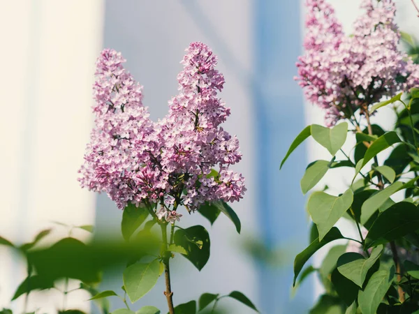 特写紫丁香花与叶子 具有浅层深度的选择性聚焦 — 图库照片