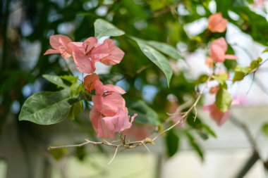 Brachychiton acerifolius çiçek. Seçici odak.