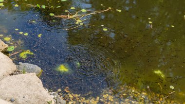 Kurbağa yavrularını su birikintisi içinde çok sayıda.