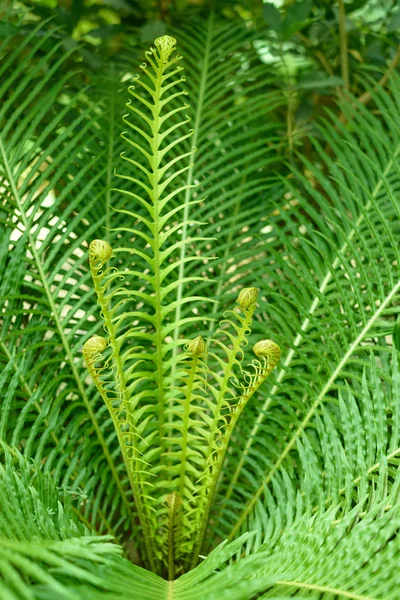 Fern Blechnum Gibbum Enfoque Selectivo —  Fotos de Stock