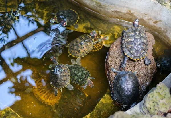 Tortues Trachemys Scripta Curseur Pond Avec Curseur Oreilles Rouges Dans — Photo