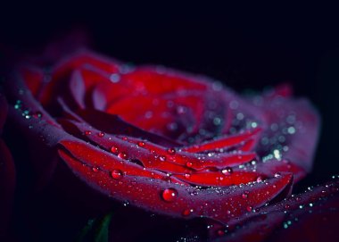 Mor yaprakları Rose'un Su teslimi. Sığ derinlik-in tarla.