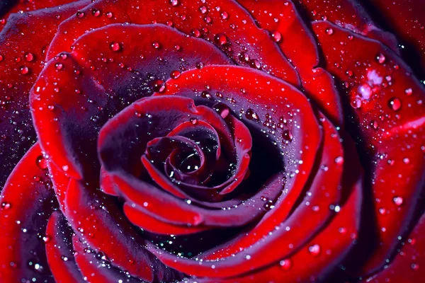 Капля Воды Фиолетовых Лепестках Розы Мелкая Глубина Резкости — стоковое фото