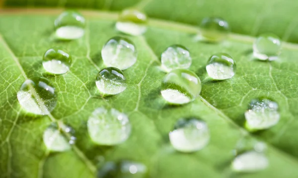 Hoja Verde Con Gotas Agua Enfoque Selectivo Con Poca Profundidad — Foto de Stock