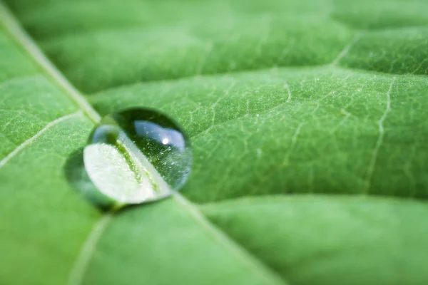 Зелений Лист Краплями Води Селективний Фокус Невеликою Глибиною Різкості — стокове фото