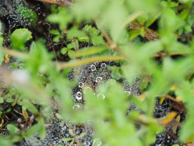 Su damlaları ile örümcek ağı. Seçici odak alan sığ derinliği ile.