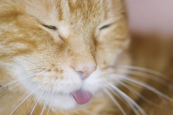 红猫伸出舌头 选择性聚焦 — 图库照片