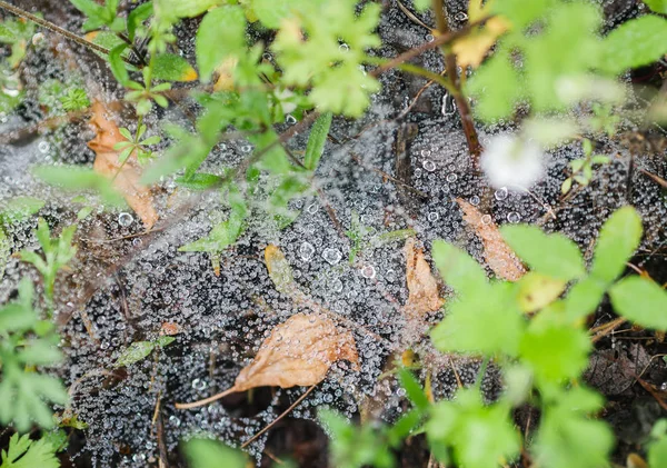 Su damlaları ile örümcek ağı. Seçici odak alan sığ derinliği ile.