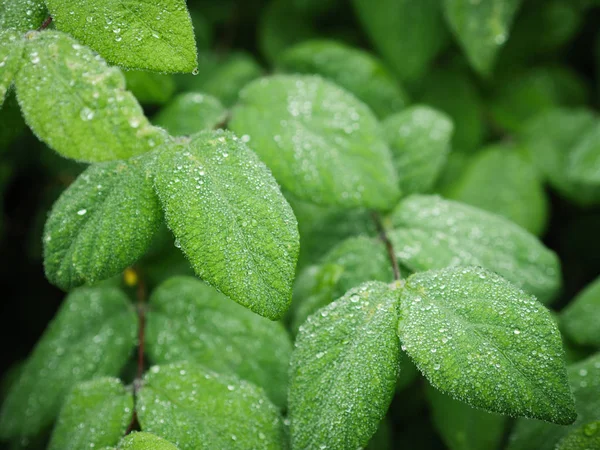 Hojas Verdes Con Gotas Agua Enfoque Selectivo Con Poca Profundidad — Foto de Stock