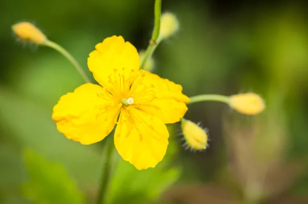 Fiore Celandine Primo Piano Focus Selettivo — Foto Stock