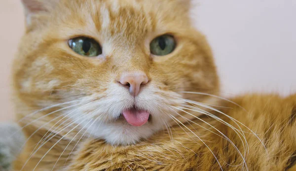 Rote Katze Streckt Die Zunge Aus Selektiver Fokus — Stockfoto