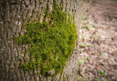Yeşil bir ağaç üzerinde moss. Seçici odak alan sığ derinliği ile.