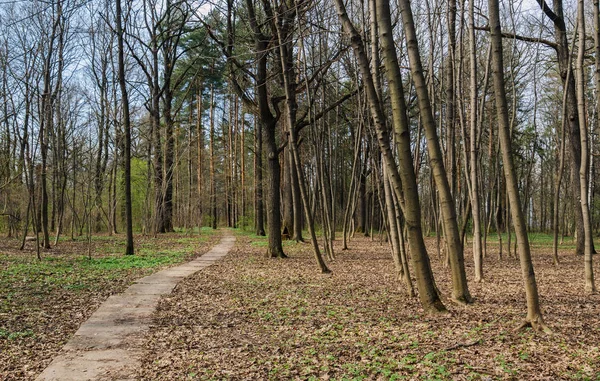 Stadspark Voorjaar — Stockfoto