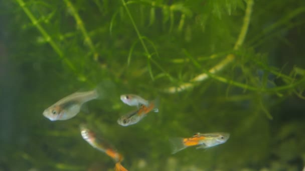 Vrouw Verschillende Mannetjes Van Guppy Aquarium — Stockvideo