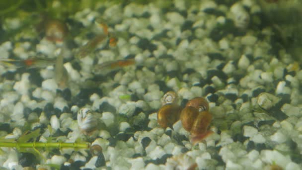 Femmina Diversi Maschi Guppy Acquario — Video Stock