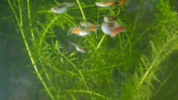 Weibchen Und Mehrere Guppy Männchen Aquarium — Stockvideo