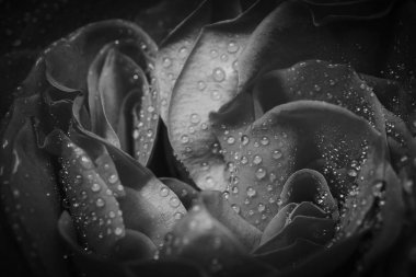 Su damlaları ile yükseldi. Makro alan sığ derinliği ile vurdu. Siyah ve beyaz tonlu.