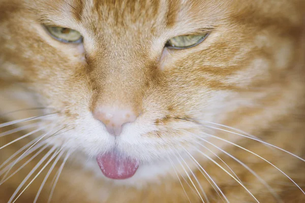 Red Cat Stretching Tongue Out Selective Focus — Stock Photo, Image