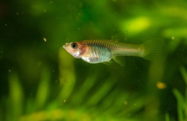 Guppy akvaryum. Seçici odak alan sığ derinliği ile.
