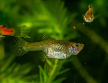 Several of guppy in aquarium. Selective focus with shallow depth of field. clipart