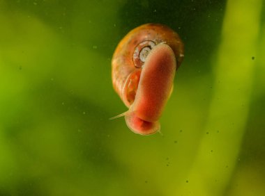 Salyangoz akvaryum Cam yüzeyinde. Seçici odak.