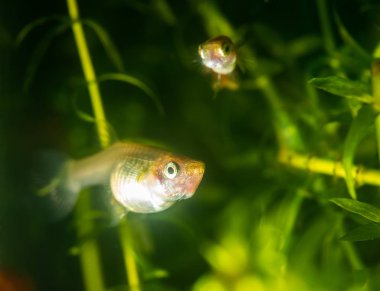 Birkaç akvaryum guppy. Seçici odak alan sığ derinliği ile.