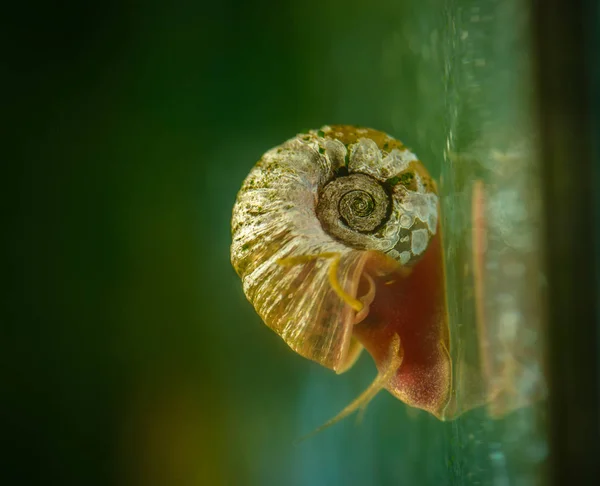 Lumaca Una Superficie Vetro Acquario Focus Selettivo — Foto Stock