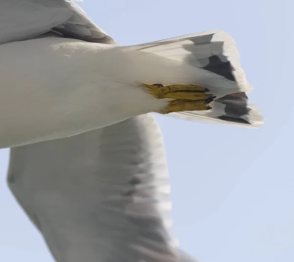 Flying Seagull Blue Sky Details — Stock Photo, Image