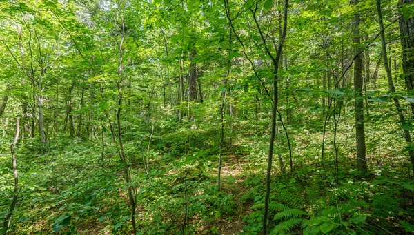 Het Zomerwoud Natuurlijke Achtergrond — Stockfoto