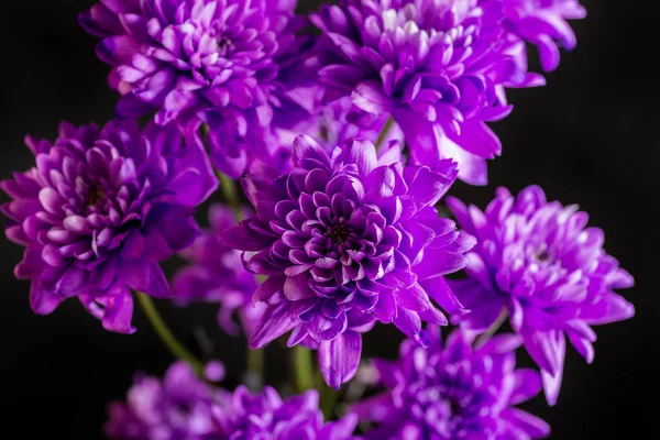Fialová Chryzantéma Tmavém Pozadí Makro Snímek Malou Hloubkou Ostrosti — Stock fotografie
