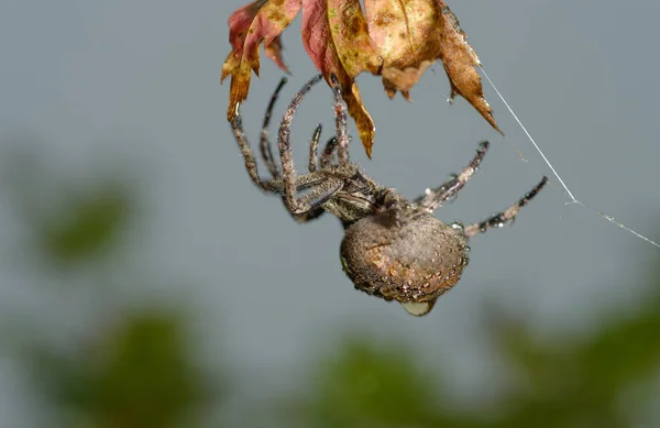 Krzyż Pająk Siedzi Pajęczynie Przeciwko Niebu Araneus Diadematus Skupienie Selektywne — Zdjęcie stockowe