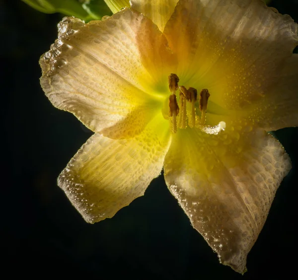 Turuncu Lily Yağmur Sırasında Damlaları Ile Kaplıdır — Stok fotoğraf